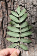 jarabina oskorušová (Sorbus domestica) - spodná strana