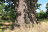 jarabina oskorušová (Sorbus domestica) - spodná časť kmeňa - borka (Modranská oskoruša)