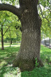 dub letný (Quercus robur) - borka