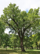 dub letný (Quercus robur) - Chránený areál Galantský park (7/2022)