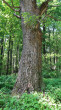 jaseň štíhly (Fraxinus excelsior) - borka