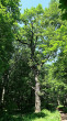 jaseň štíhly (Fraxinus excelsior) - PR Veľká Javorina, 880 m n. m. 