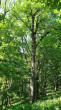 jaseň štíhly (Fraxinus excelsior) - PR Veľká Javorina, 890 m n. m.