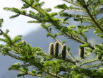 jedľa biela (Abies alba) - dozrievajúce šišky