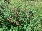 skalník obyčajný (Cotoneaster integerrimus)