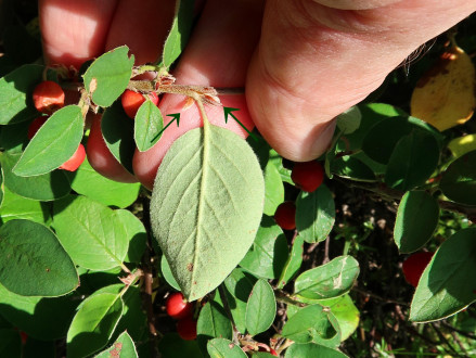 skalník obyčajný (Cotoneaster integerrimus) - stopka je 5 - 10 mm dlhá, plstnatá s dvoma jemnými čiarkovitými prílistkami