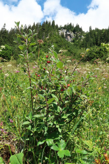 skalník obyčajný (Cotoneaster integerrimus) - Červené vrchy, Tichá dolina, Západné Tatry