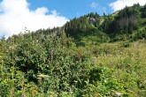 skalník obyčajný (Cotoneaster integerrimus) - Červené vrchy, Tichá dolina, Západné Tatry (1 280 m n. m.)