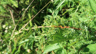 borievka alpínska (Juniperus sibirica)