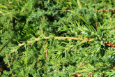 borievka alpínska (Juniperus sibirica)