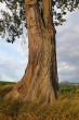 brest horský (Ulmus glabra) - borka