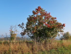 kalina obyčajná ((Viburnum opulus)