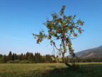 jarabina vtáčia (Sorbus aucuparia) s nezlomnou vôľou prežiť