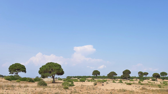 borovica píniová (Pinus pinea)