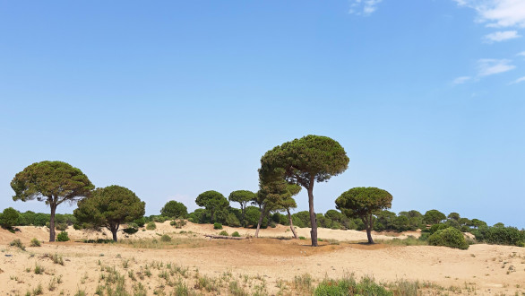 borovica píniová (Pinus pinea)