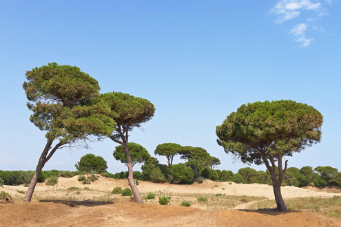 borovica píniová (Pinus pinea) - dekoratívna drevina svojím typickým vzhľadom
