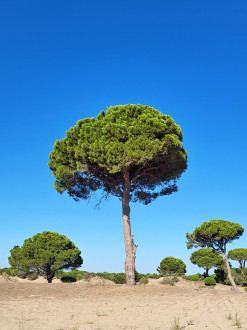 borovica píniová (Pinus pinea)