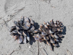 borovica píniová (Pinus pinea) - otvorené šišky