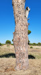 borovica píniová (Pinus pinea) - borka