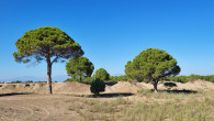 borovica píniová (Pinus pinea)