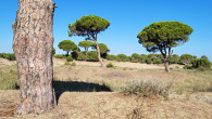 borovica píniová (Pinus pinea)