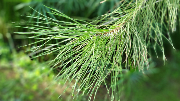 borovica píniová (Pinus pinea)