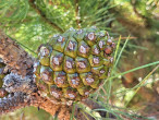 borovica píniová (Pinus pinea)