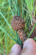 borovica píniová (Pinus pinea) - ♀ šištica koncom prvého roku