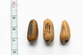 borovica píniová (Pinus pinea) - semeno (píniové oriešky - pignolky)