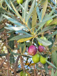 oliva európska (Olea europaea)