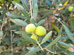 oliva európska (Olea europaea)