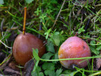 jarabina oskorušová (Sorbus domestica) - zrelé malvice hruškovitého tvaru, Zicháčkova oskoruša (9/2022); foto: I. Šimuneková