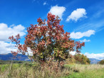 kalina obyčajná (Viburnum opulus) - v jesennom šate