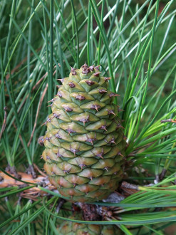 borovica tuhá (Pinus rigida) - šiška na jeseň druhého roka