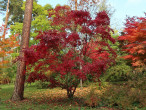 javor dlaňolistý (Acer palmatum) - Atropurpureum, Hrádocké arborétum (10/2022)