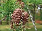 smrekovec japonský (Larix kaempferi)