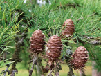 smrekovec japonský (Larix kaempferi) - ozdobný šiškami