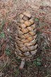 borovica Armandova (Pinus armandii)- dozretá otvorená šiška