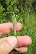 vŕba rozmarínolistá (Salix rosmarinifolia) - vetvička s listami