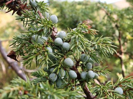 borievka alpínska (Juniperus sibirica) - šišková bobuľa na jeseň prvého roku