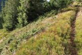 borievka alpínska (Juniperus sibirica) - Kôprovnica, Západné Tatry (1 500 m n. m.)