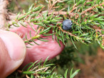 borievka alpínska (Juniperus sibirica) - šišková bobuľa na jeseň druhého roku