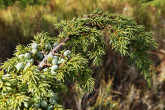 borievka alpínska (Juniperus sibirica)