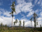 smrekovec opadavý (Larix decidua)