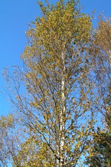 breza biela - konáre vzpriamené pod ostrým uhlom