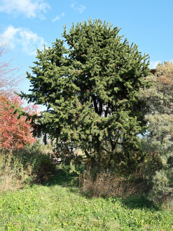 borovica ostitá (Pinus aristata) - školkárske stredisko Jochy