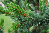 borovica ostitá (Pinus aristata)