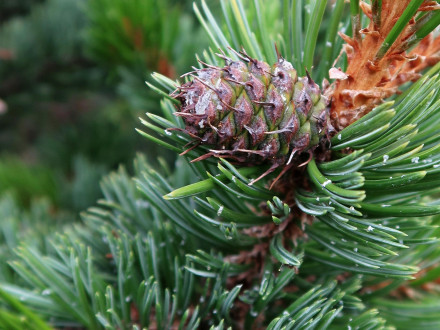 borovica ostitá (Pinus aristata) - šiška koncom leta prvého roku