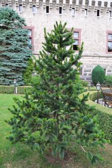 borovica ostitá (Pinus aristata) - Smolenický zámok (7/2022)