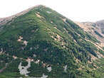 borovica limbová (Pinus cembra) -  limbový háj, Západné Tatry (1 600 - 1 650 m n. m.)